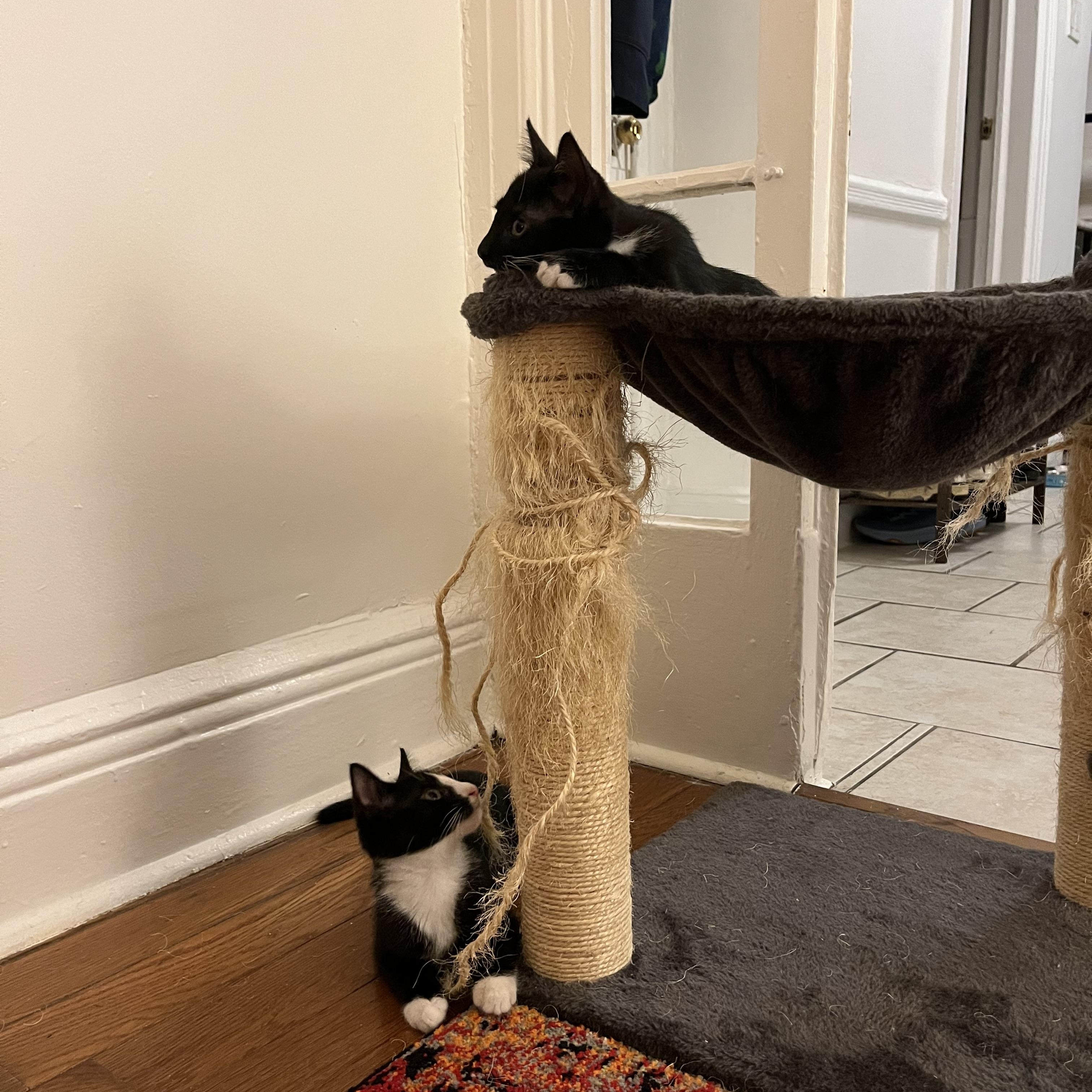 Enlarge Lexus, a Adoptable mixed breed in Brooklyn, NY image 2/4