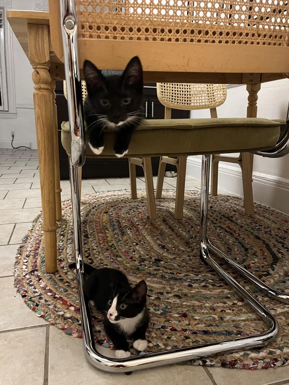 Lexus, Adoptable, Kitten Male American Shorthair.