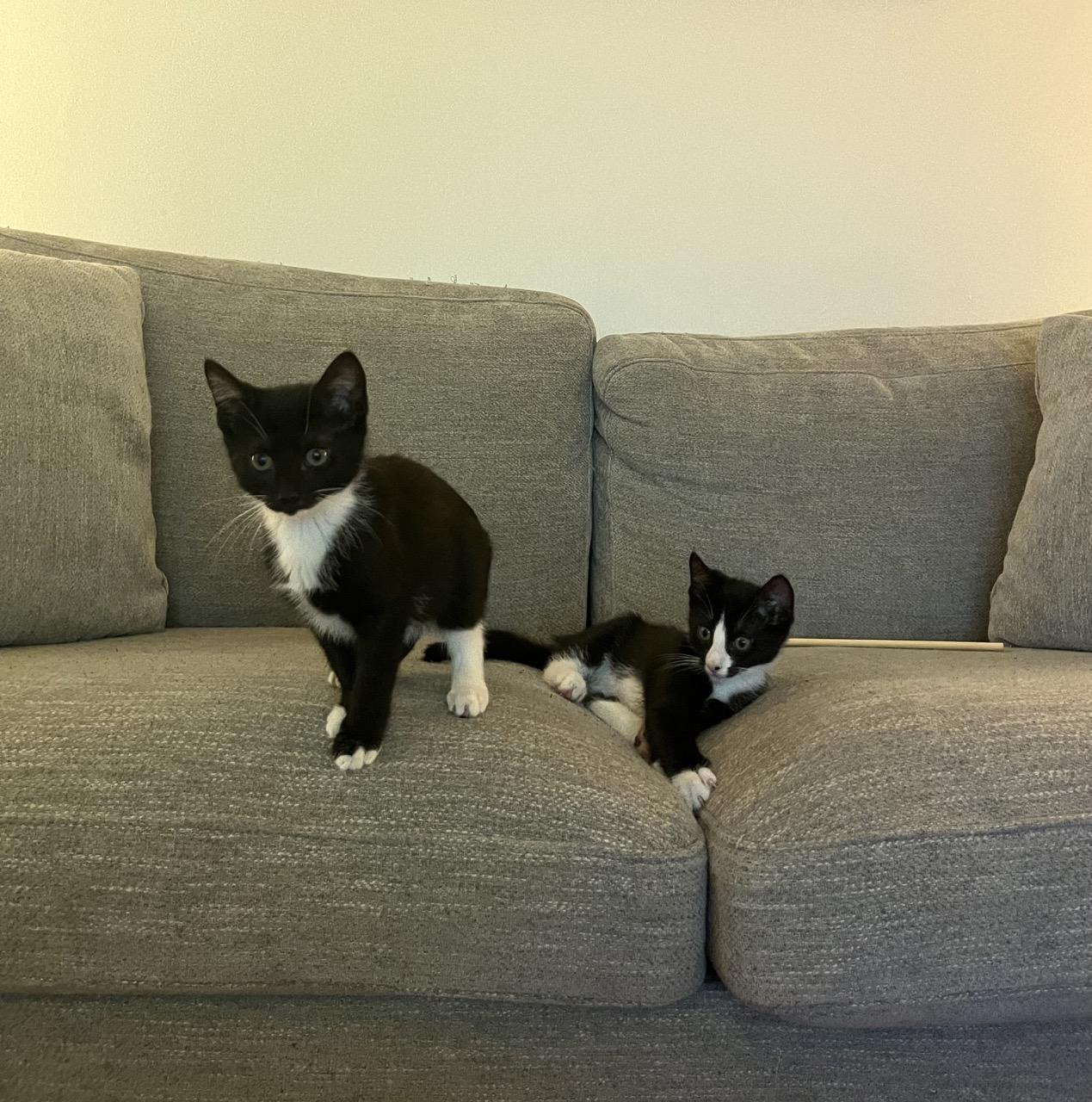 Enlarge Lexus, a Adoptable mixed breed in Brooklyn, NY image 4/4