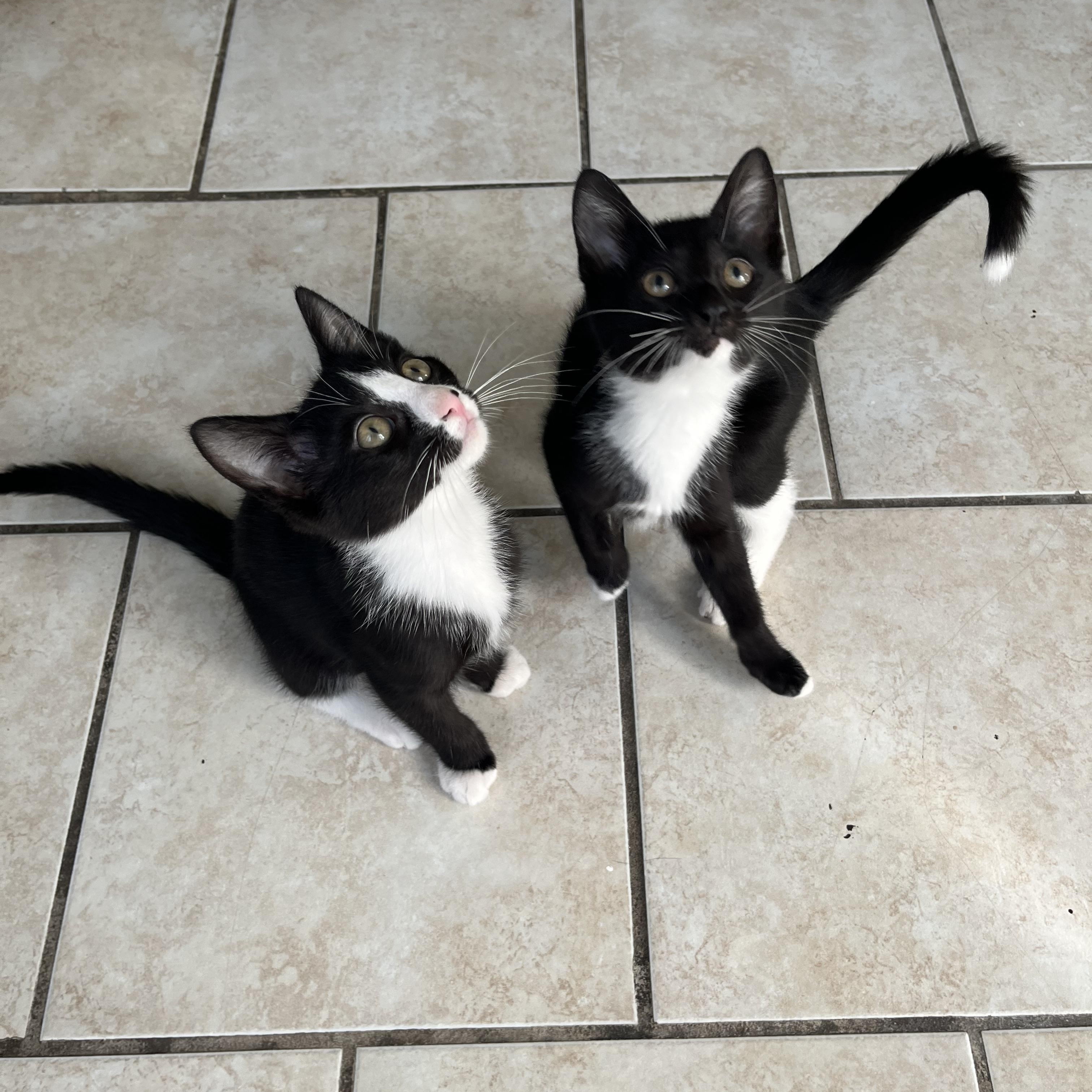 Lexus, adopted, Kitten Male American Shorthair.