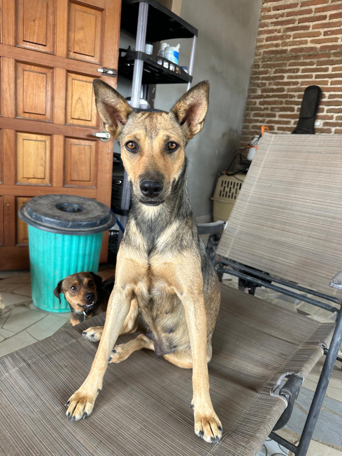 Fox, a Adoptable Mixed Breed in Lacey, WA image 2/5