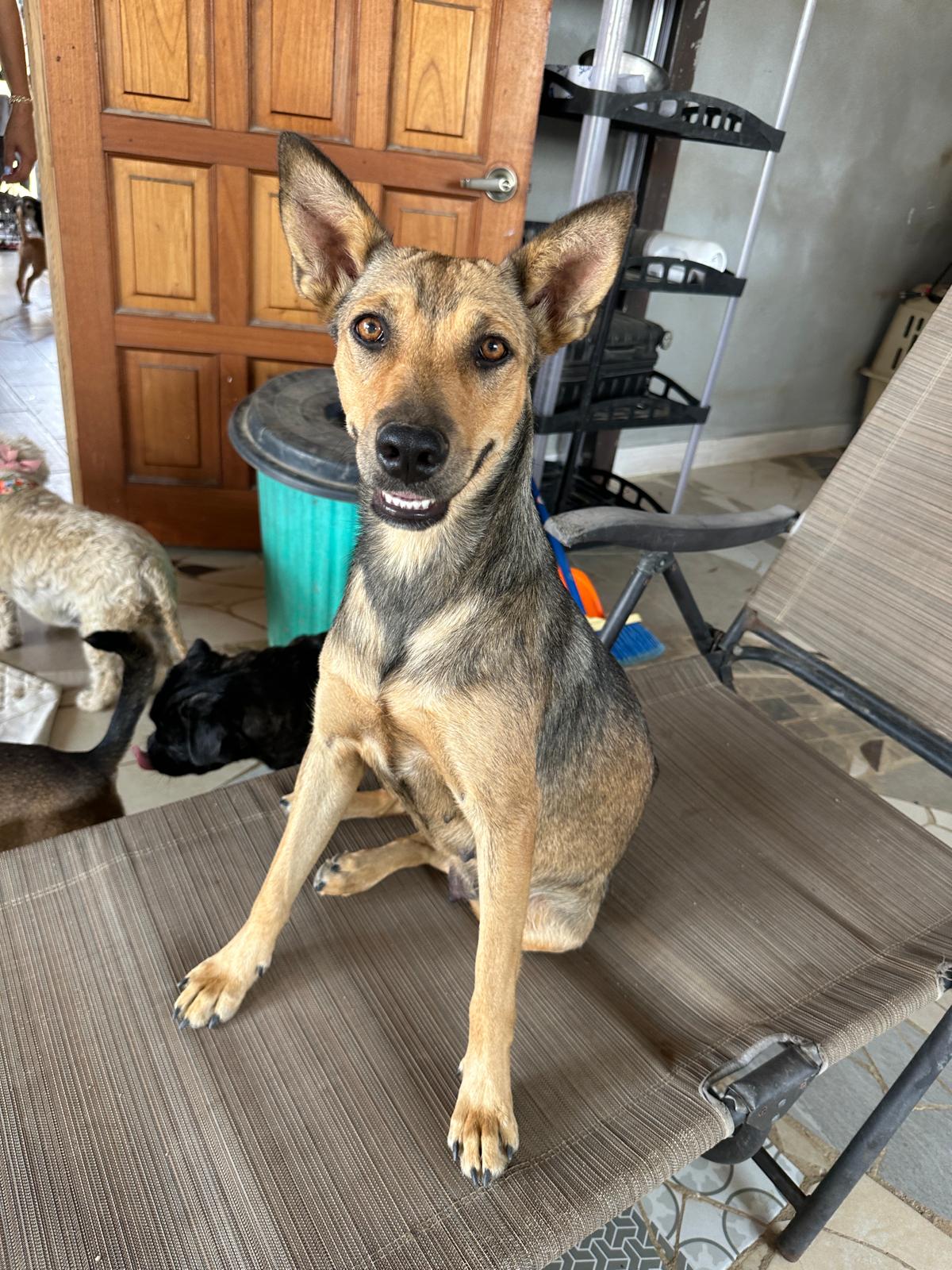 Fox, Adoptable, Adult Female Mixed Breed.