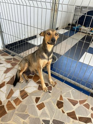 Fox, a Adoptable Mixed Breed in Lacey, WA image 4/5