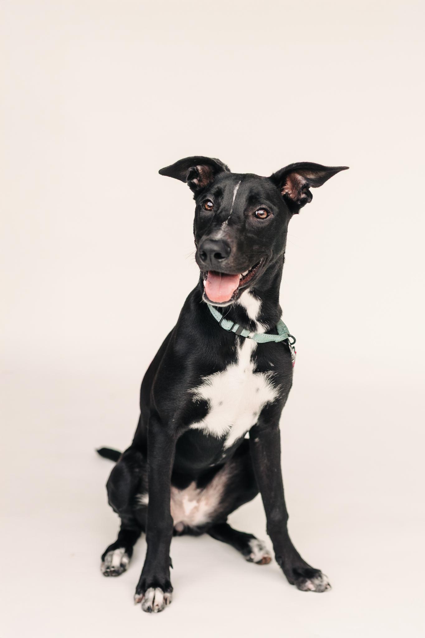 LUCIA, a Adoptable mixed breed in Fuquay Varina, NC image 4/6