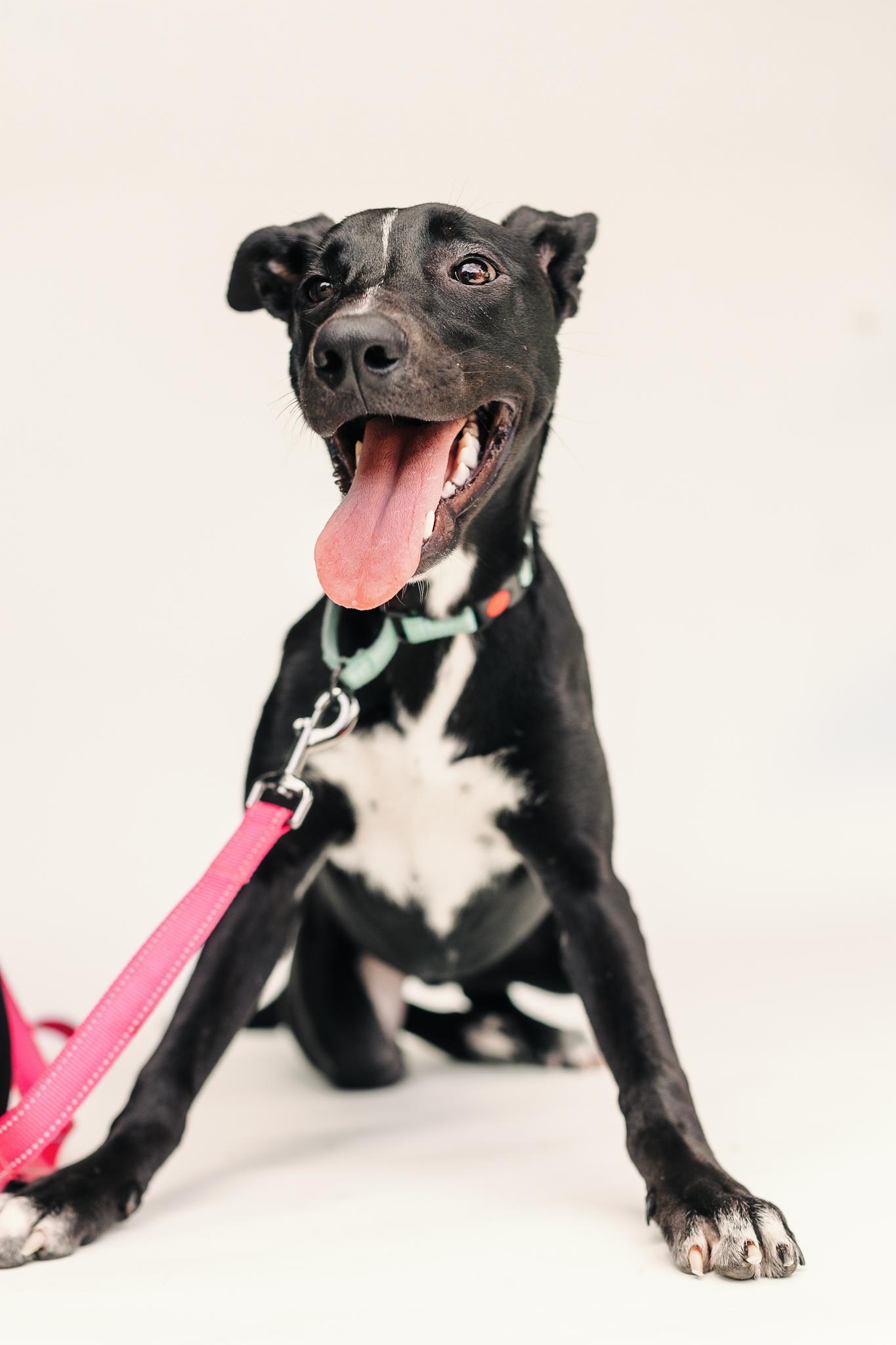 LUCIA, a Adoptable mixed breed in Fuquay Varina, NC image 6/6