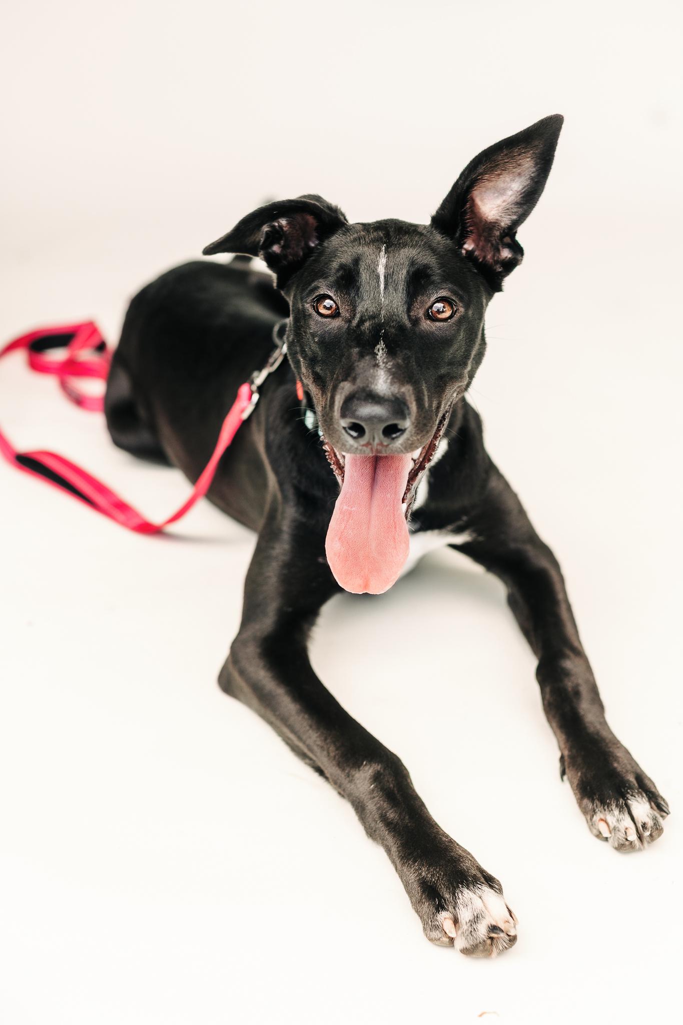 LUCIA, Adoptable, Young Female Whippet & Black Labrador Retriever.