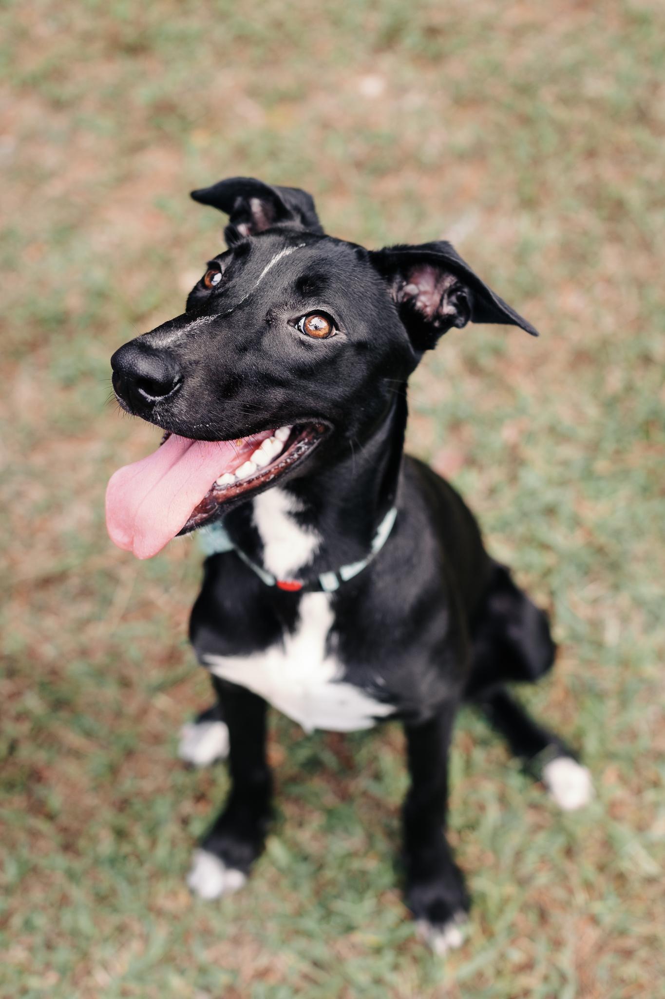 LUCIA, a Adoptable mixed breed in Fuquay Varina, NC image 2/6