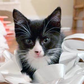 Enlarge Ollie, a ADOPTABLE mixed breed in Lake Monroe, FL image 5/5