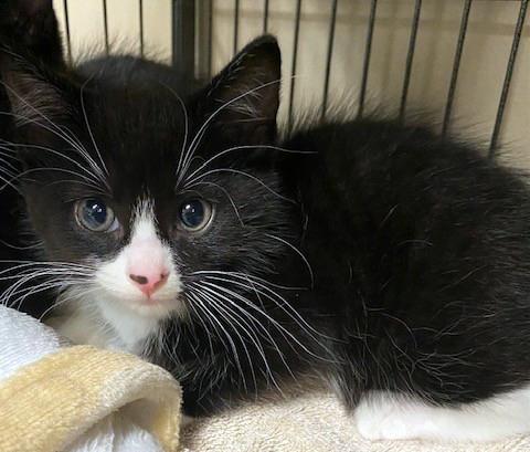 Enlarge Ollie, a ADOPTABLE mixed breed in Lake Monroe, FL image 2/5