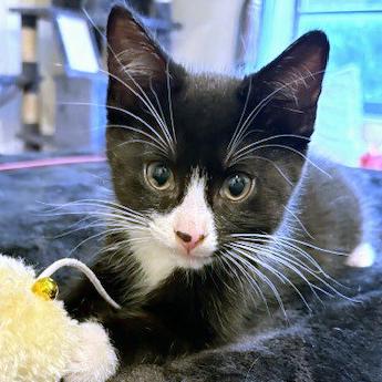 Enlarge Ollie, a ADOPTABLE mixed breed in Lake Monroe, FL image 4/5