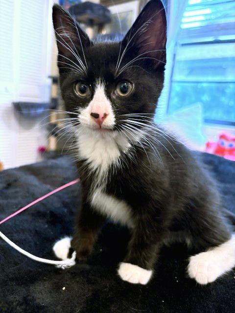 Enlarge Ollie, a ADOPTABLE mixed breed in Lake Monroe, FL image 3/5