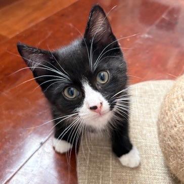 Ollie, ADOPTABLE, Kitten Male Domestic Short Hair.