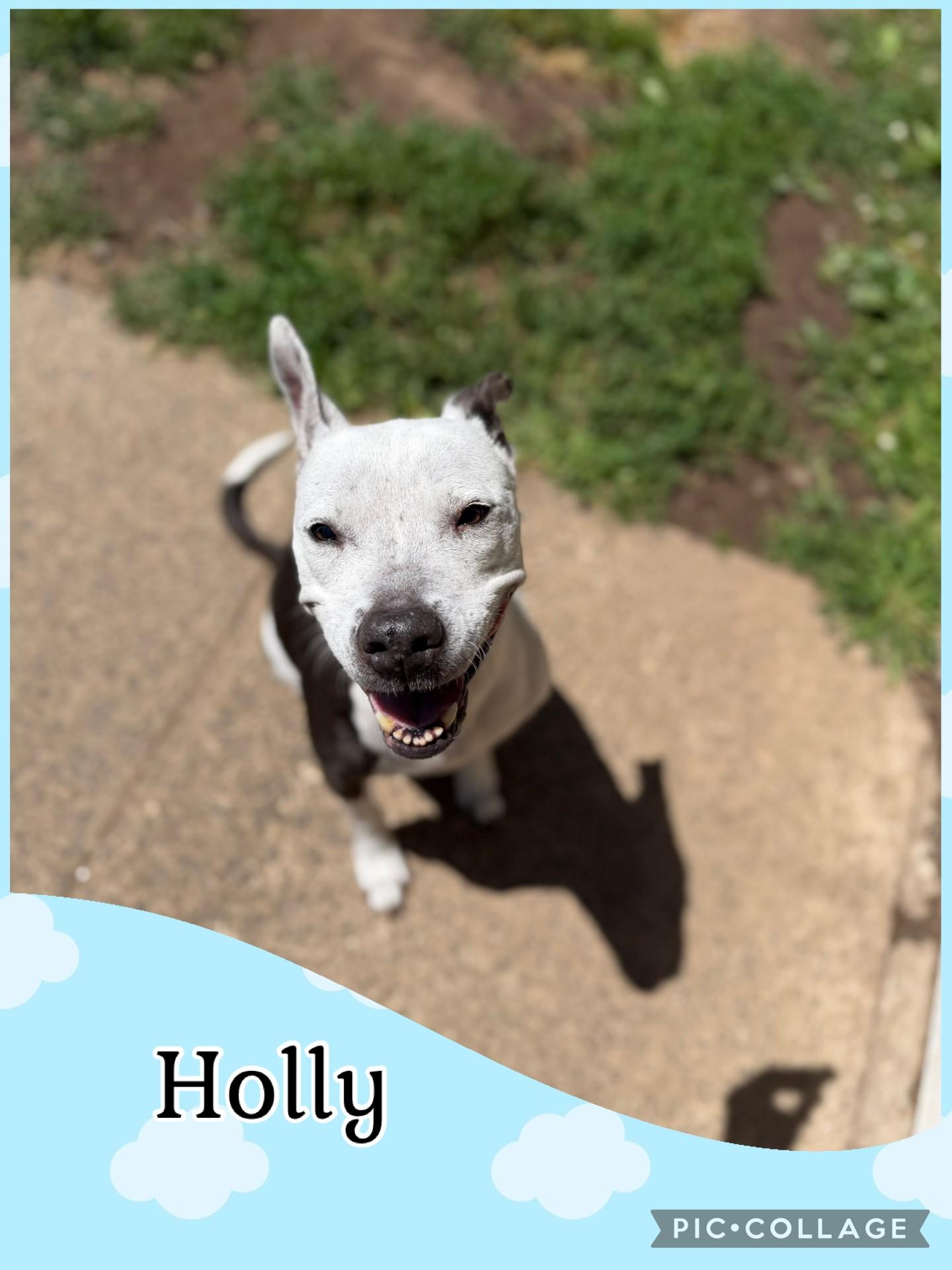 Enlarge Holly, an adopted mixed breed in West Haven, CT image 1/1