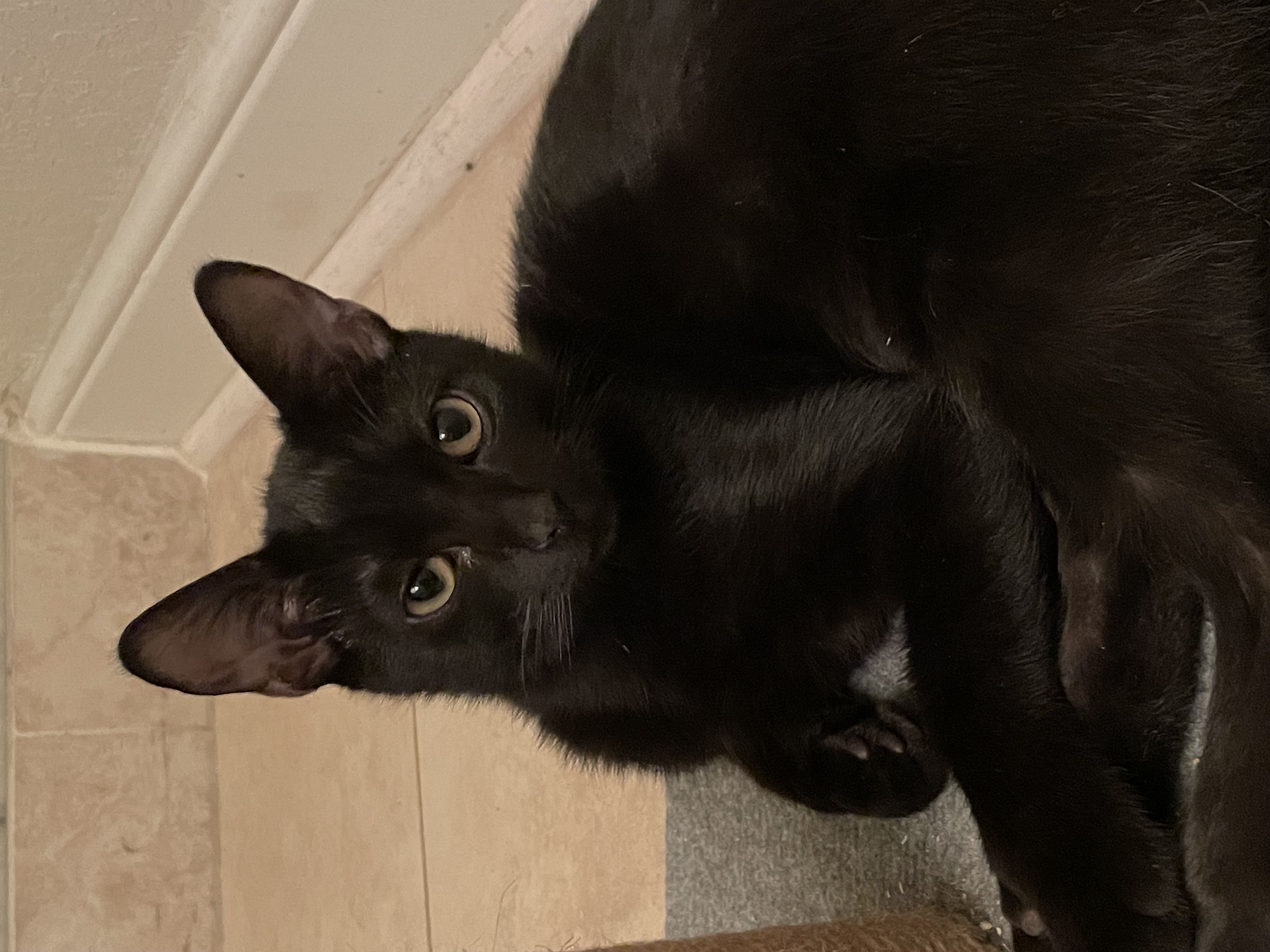 Oscar & Olivia, a Adoptable Domestic Short Hair in Jacksonville, FL image 5/6