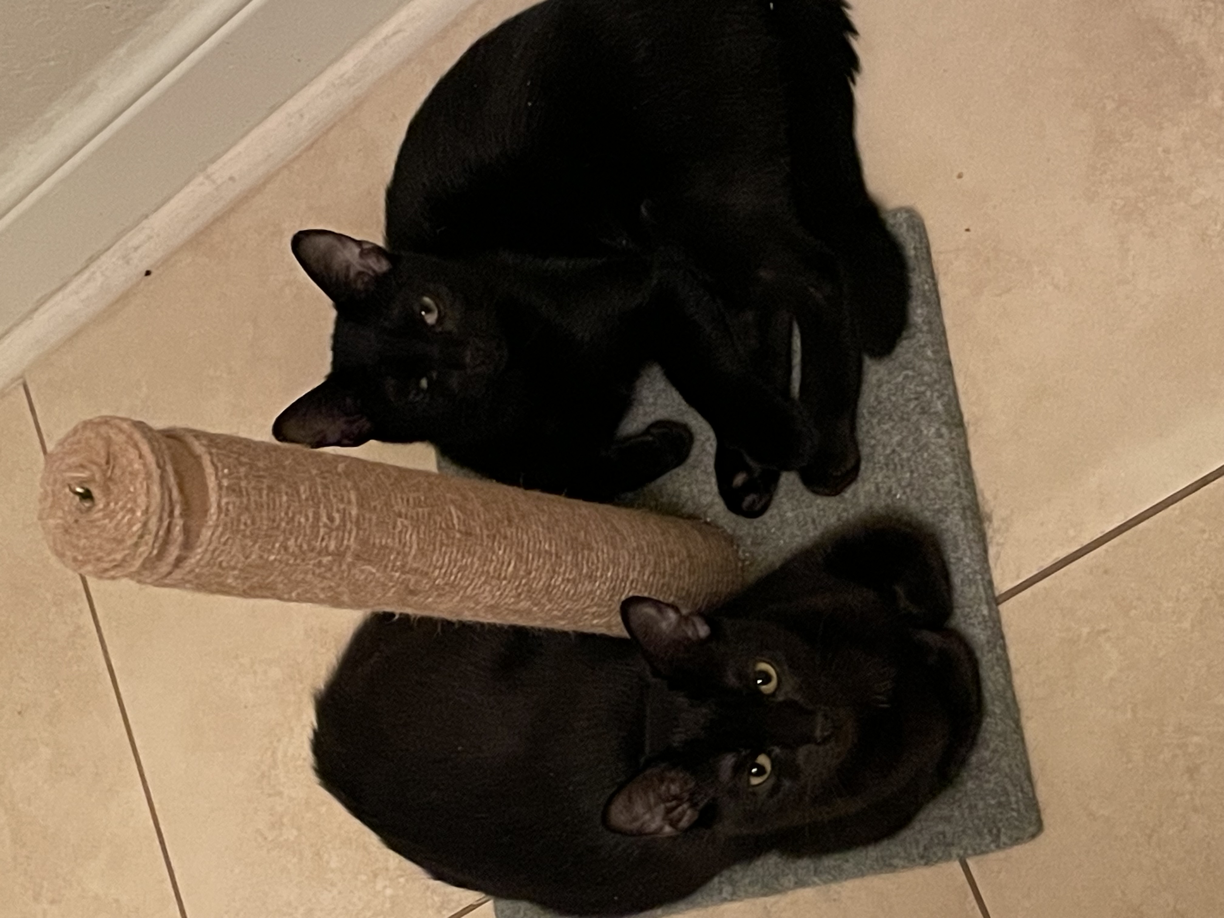 Oscar & Olivia, a Adoptable Domestic Short Hair in Jacksonville, FL image 1/6