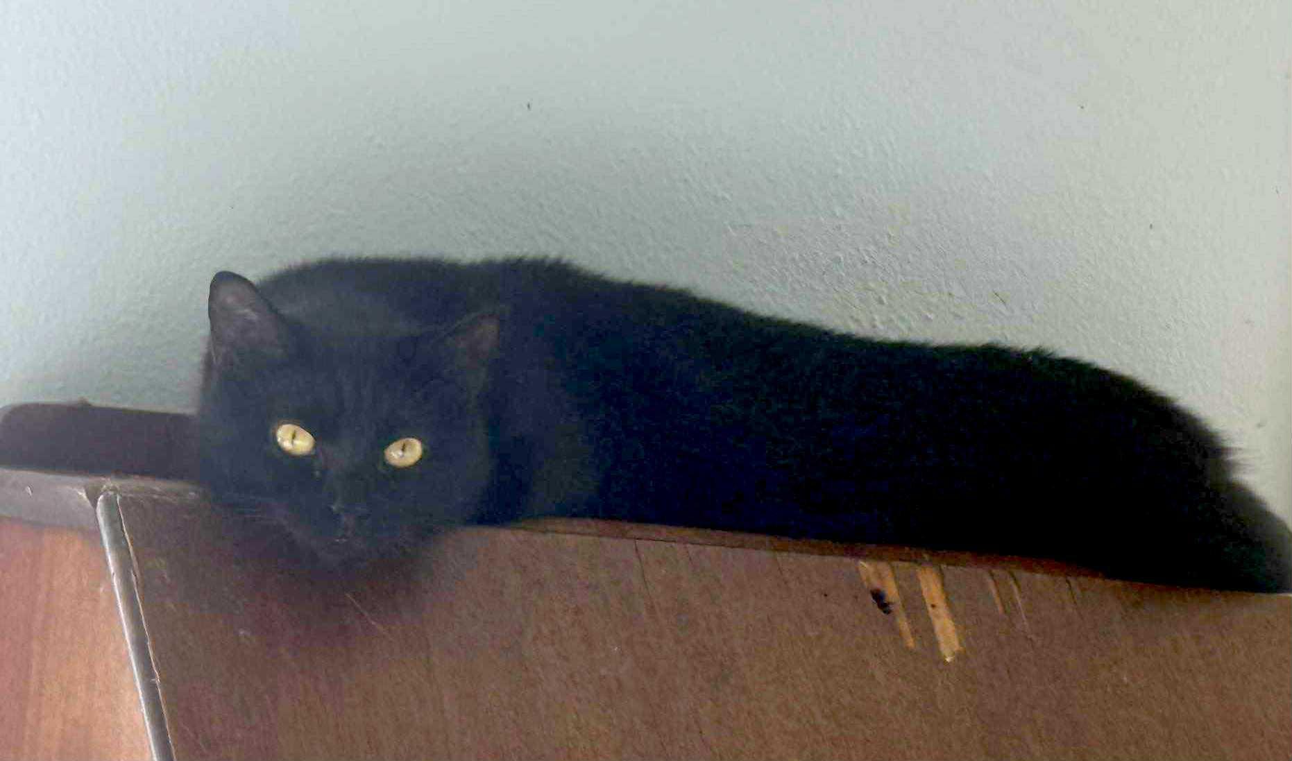 Oscar & Olivia, a Adoptable Domestic Short Hair in Jacksonville, FL image 2/6