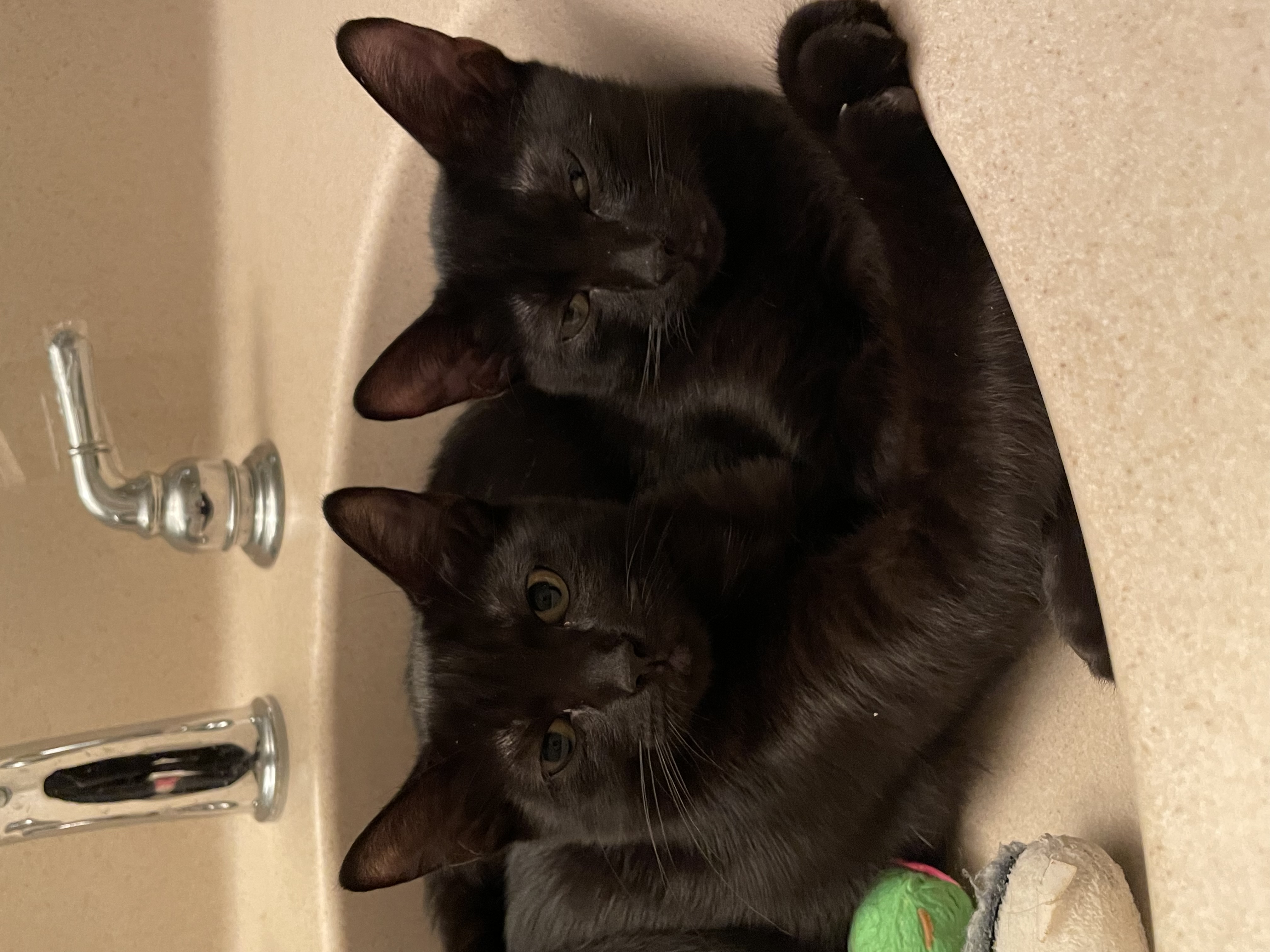 Oscar & Olivia, a Adoptable Domestic Short Hair in Jacksonville, FL image 4/6