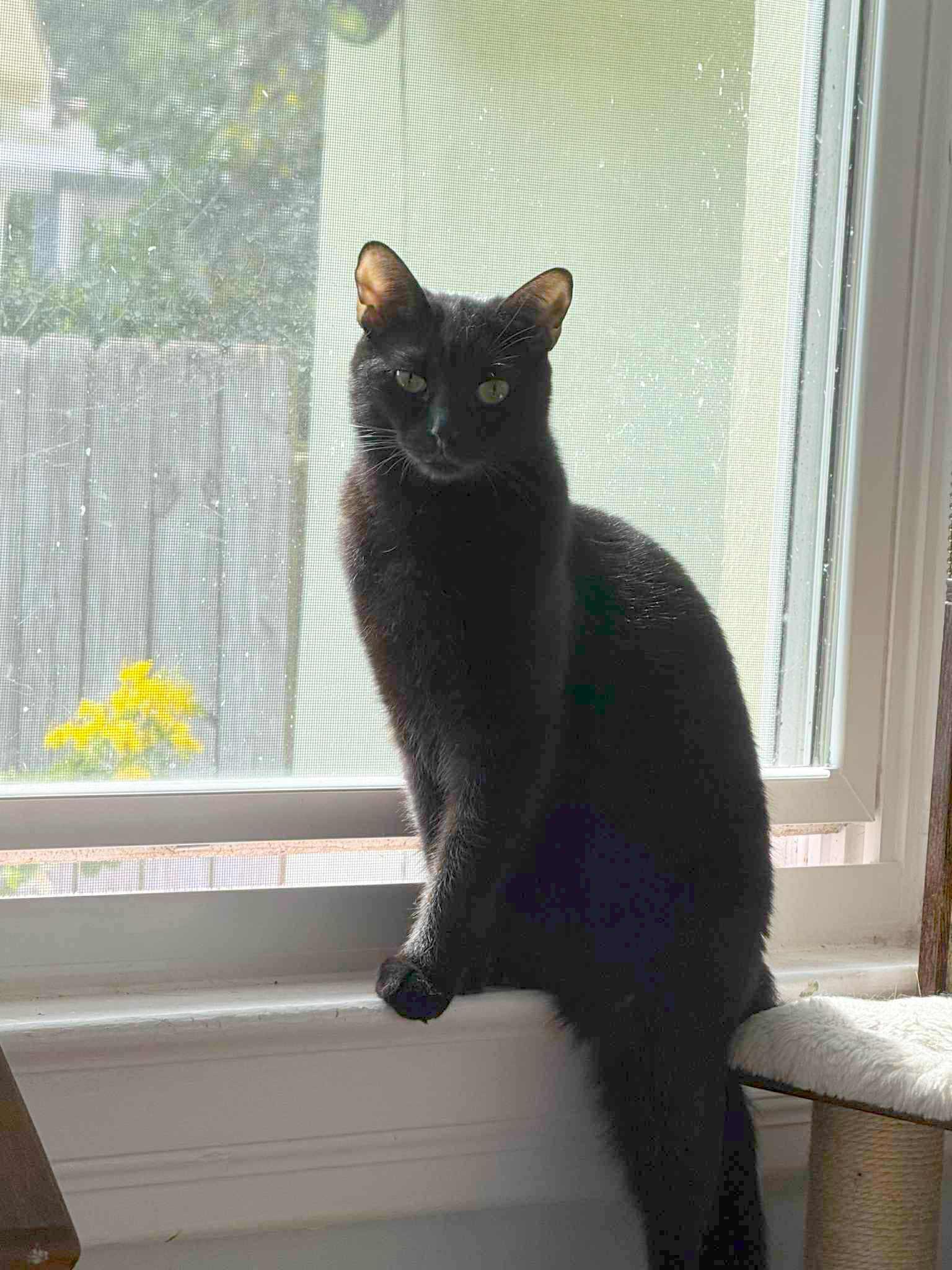 Oscar & Olivia, a Adoptable Domestic Short Hair in Jacksonville, FL image 3/6