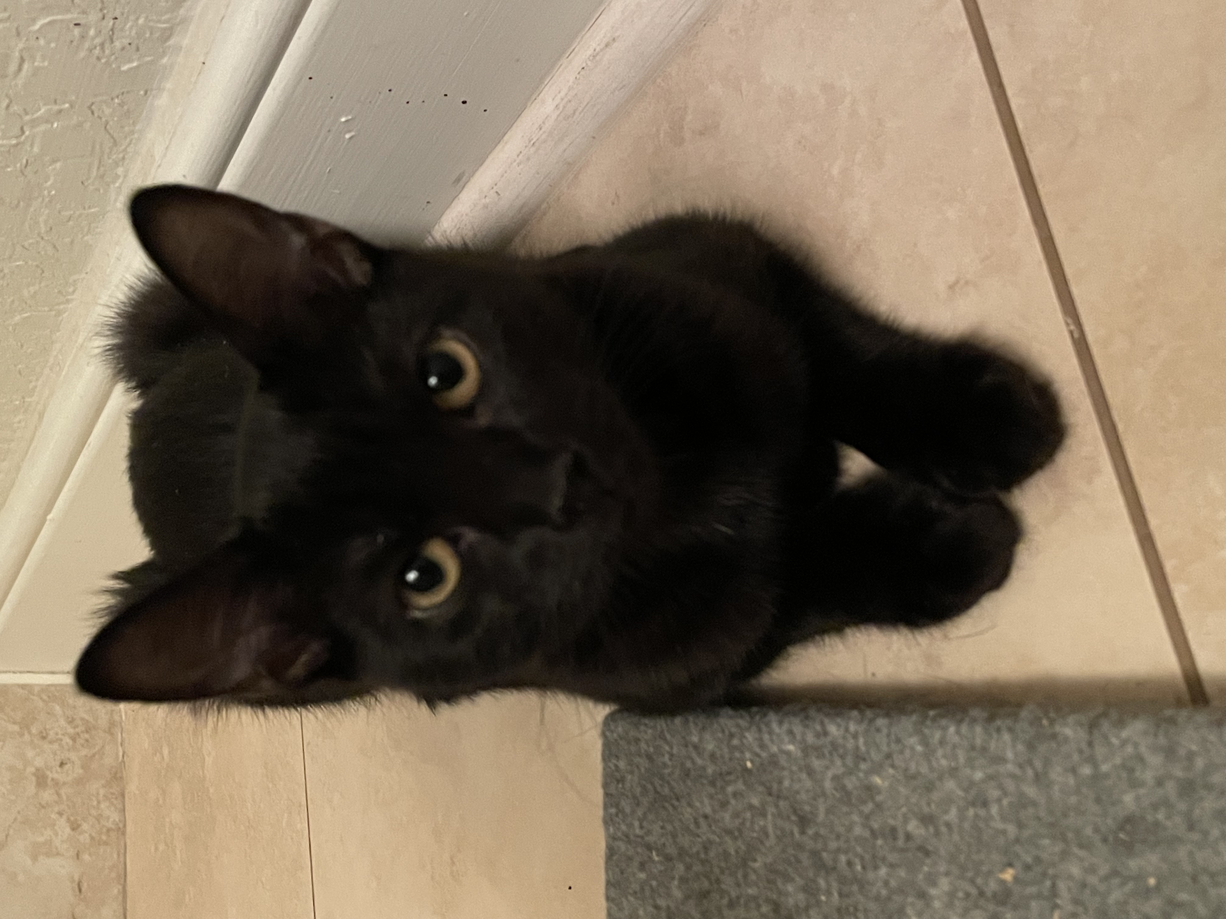 Oscar & Olivia, an adoptable Domestic Short Hair in Jacksonville, FL, 32206 | Photo Image 4