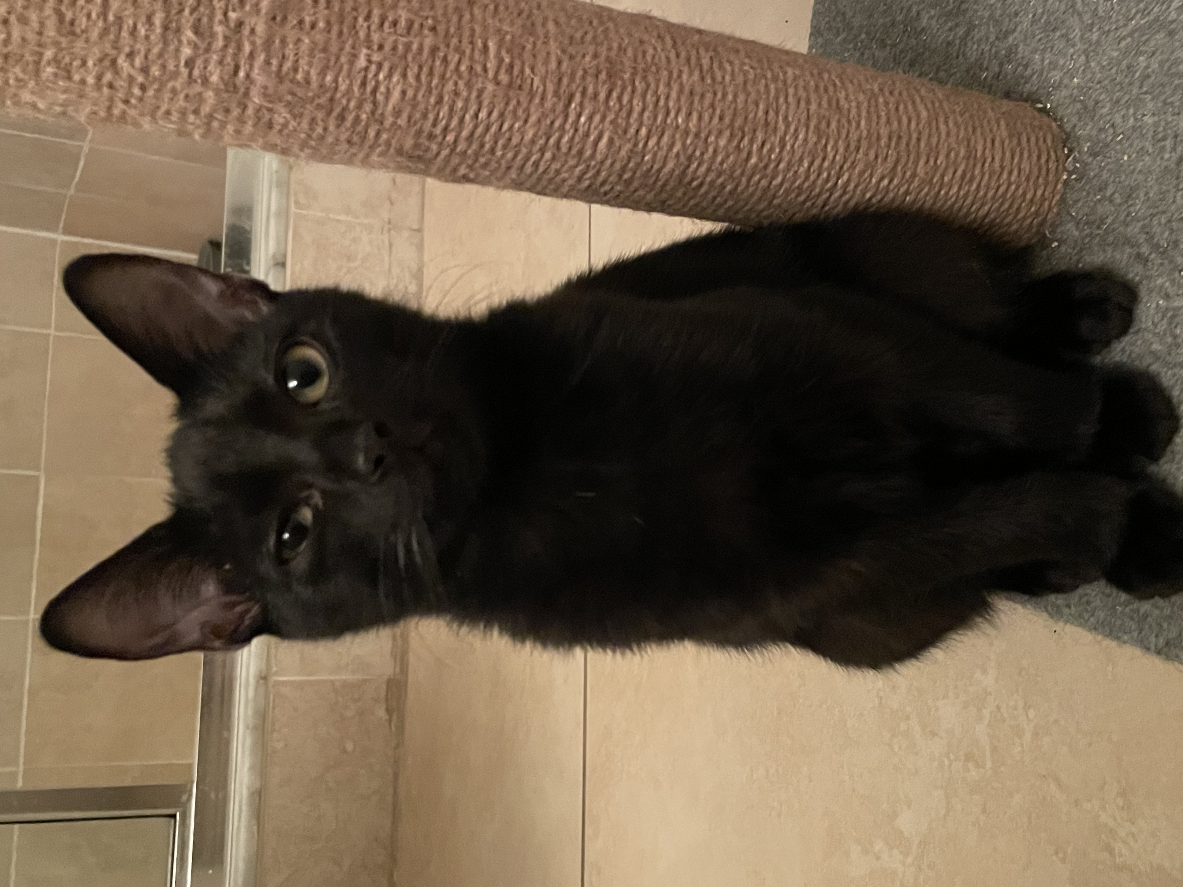 Oscar & Olivia, an adoptable Domestic Short Hair in Jacksonville, FL, 32206 | Photo Image 5