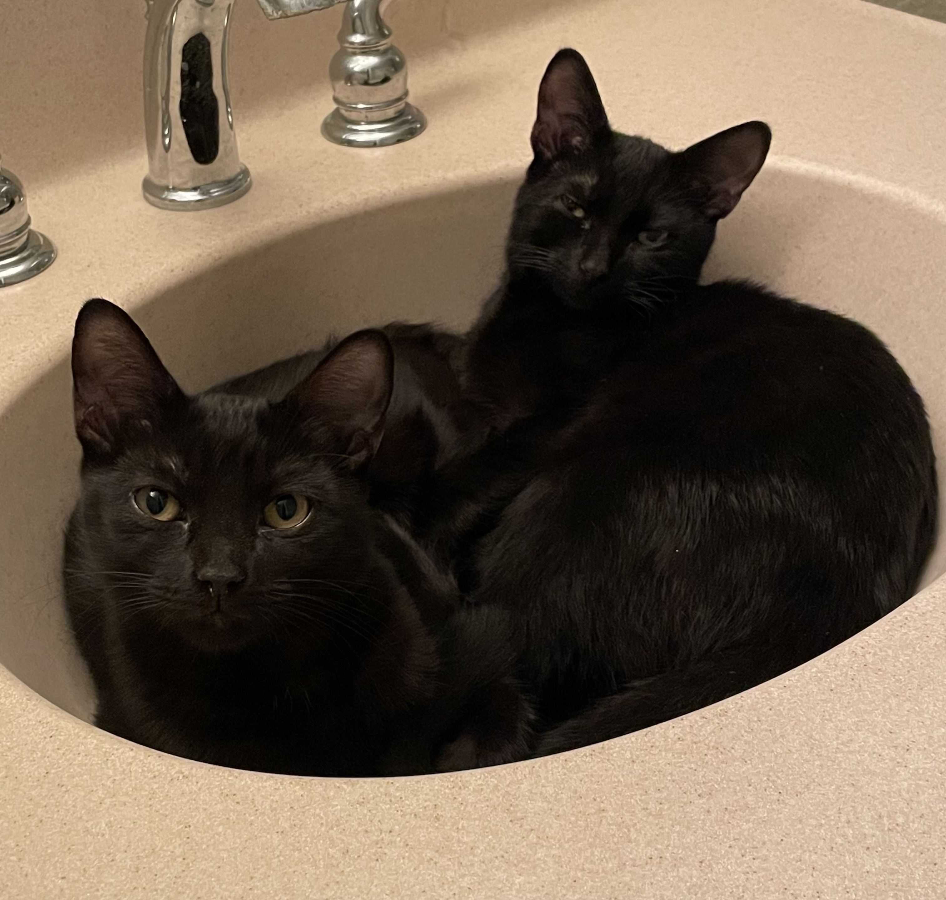 Oscar & Olivia, a Adoptable Domestic Short Hair in Jacksonville, FL image 6/6