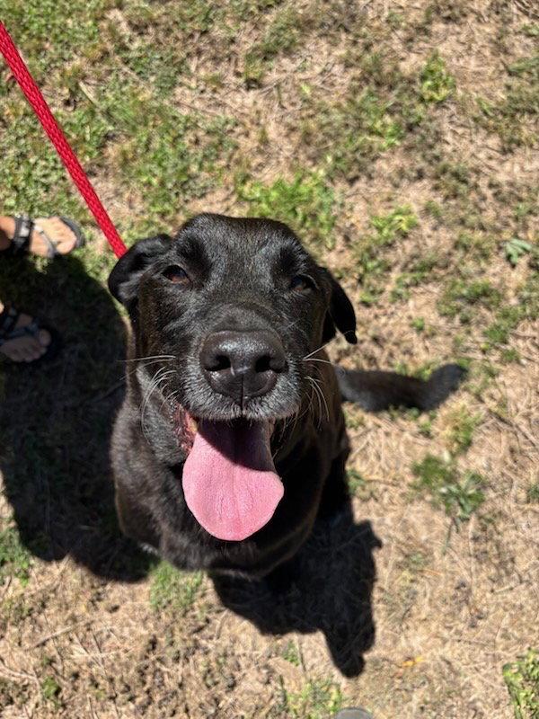 Enlarge Zeus, a Adopted mixed breed in Queen Creek, AZ image 2/3