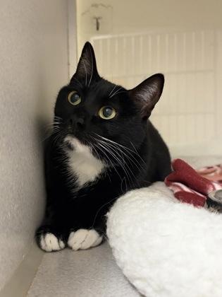 Enlarge Moon, a Adoptable mixed breed in Divide, CO image 1/1