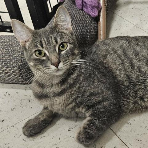 Auggie Bonded to Binx