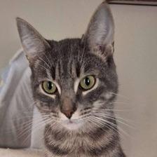 Auggie Bonded to Binx — thumbnail 2