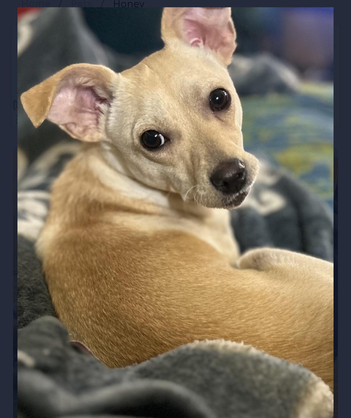 Enlarge Honey, a ADOPTABLE mixed breed in Wanaque, NJ image 3/4