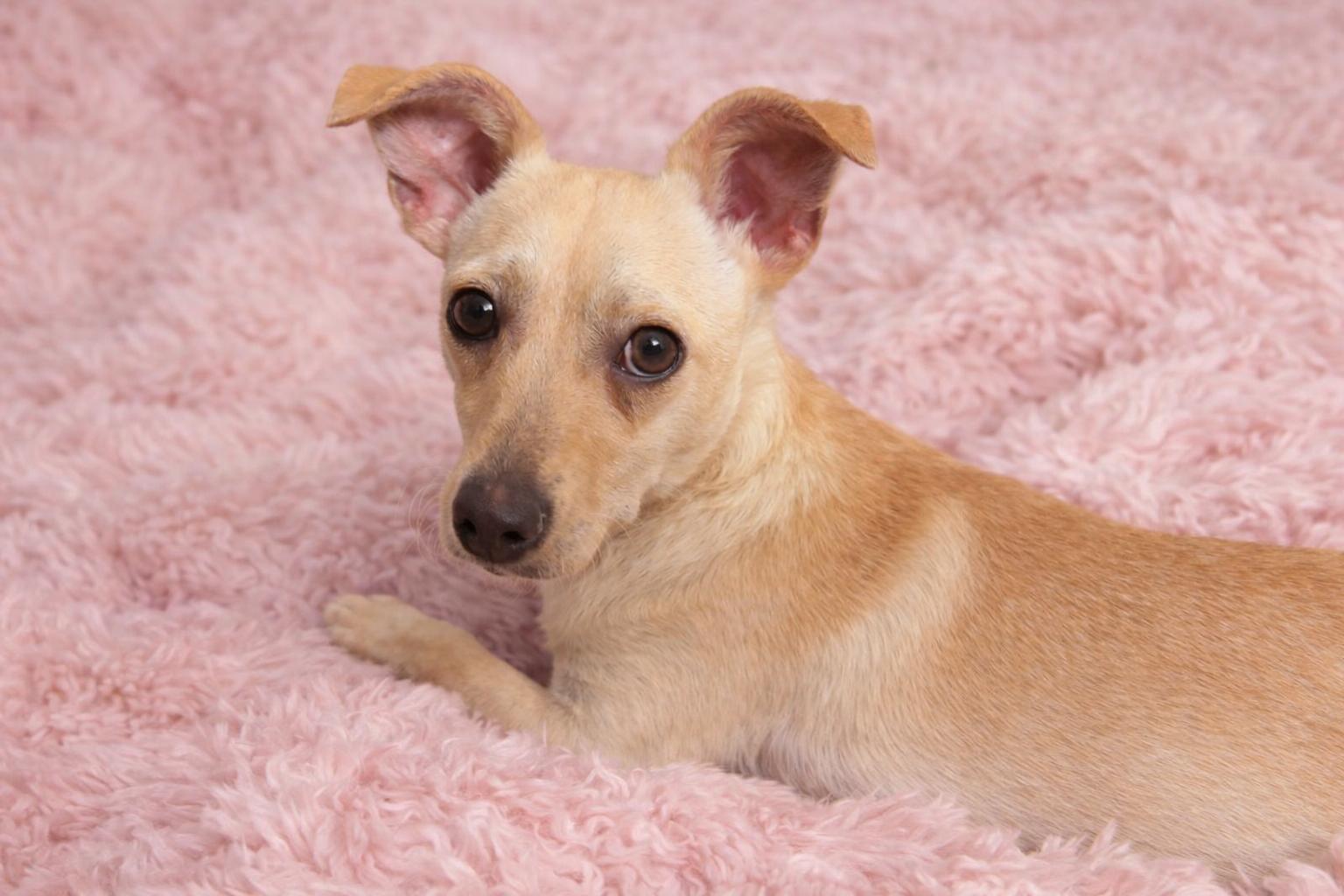 Honey, ADOPTABLE, Adult Female Rat Terrier & Chihuahua.