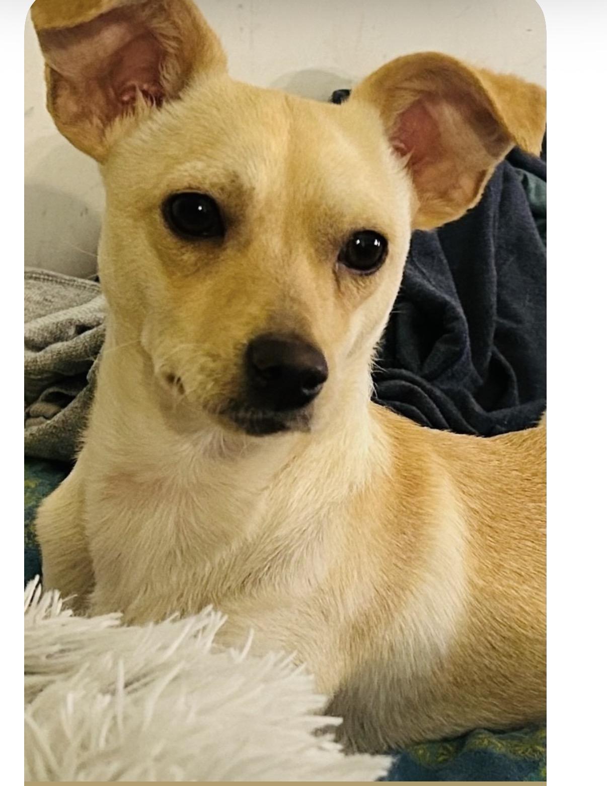 Enlarge Honey, a ADOPTABLE mixed breed in Wanaque, NJ image 2/4