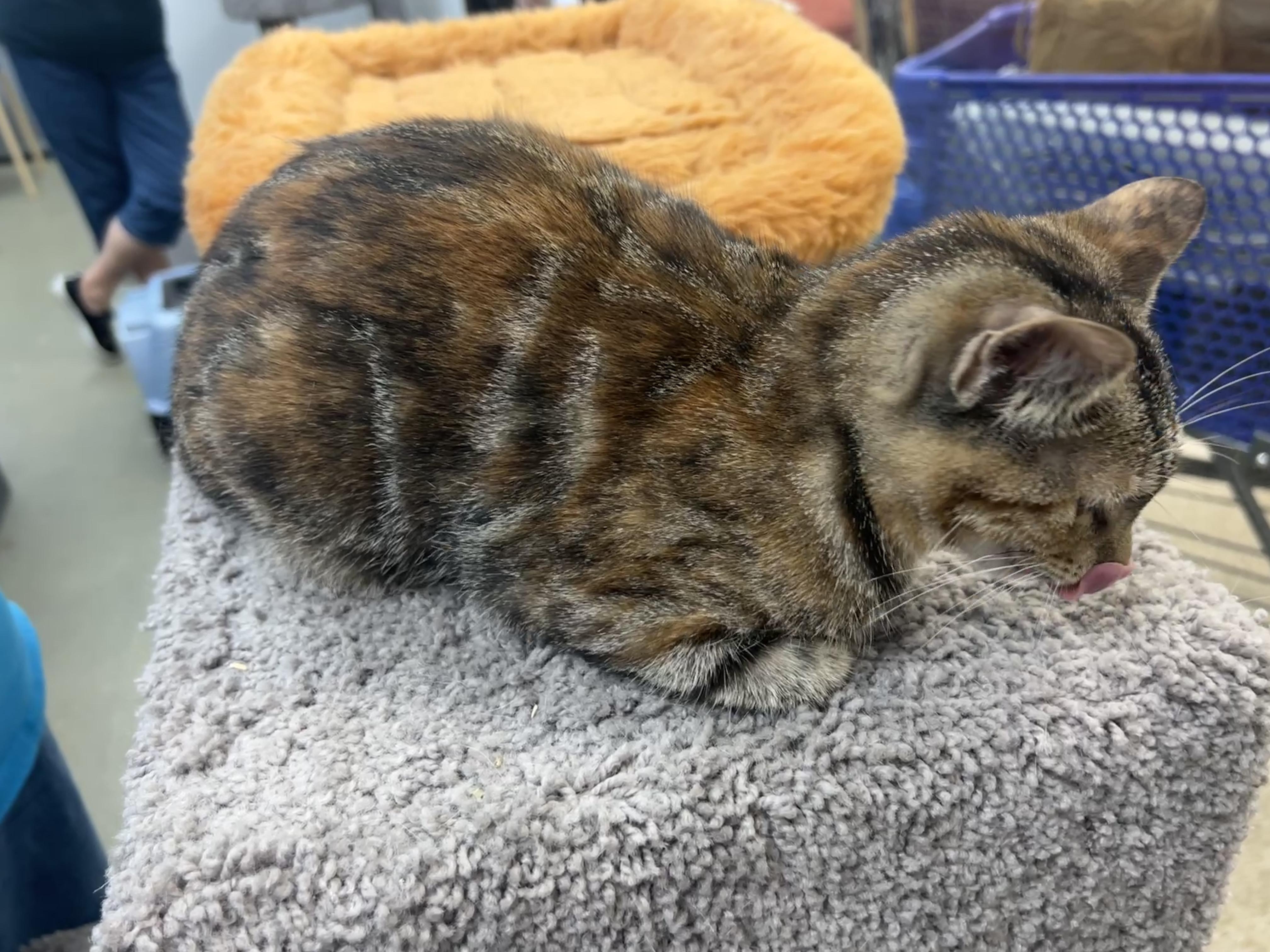 Enlarge Cupcake, a ADOPTABLE mixed breed in Bradenton, FL image 3/3