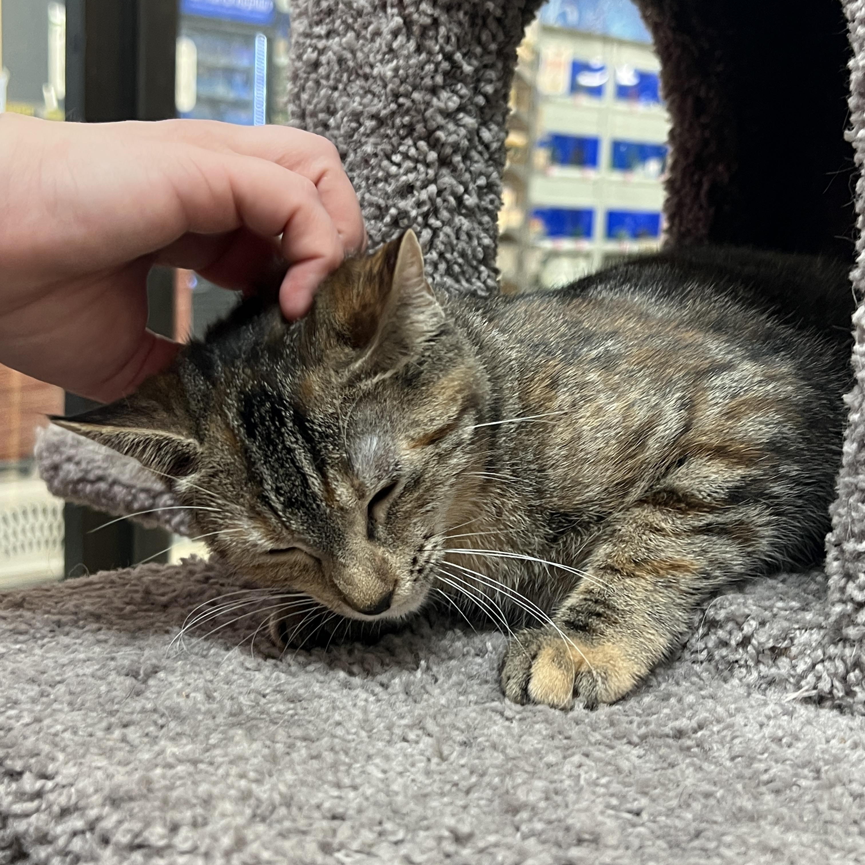 Enlarge Cupcake, an adoptable mixed breed in Bradenton, FL image 5/6