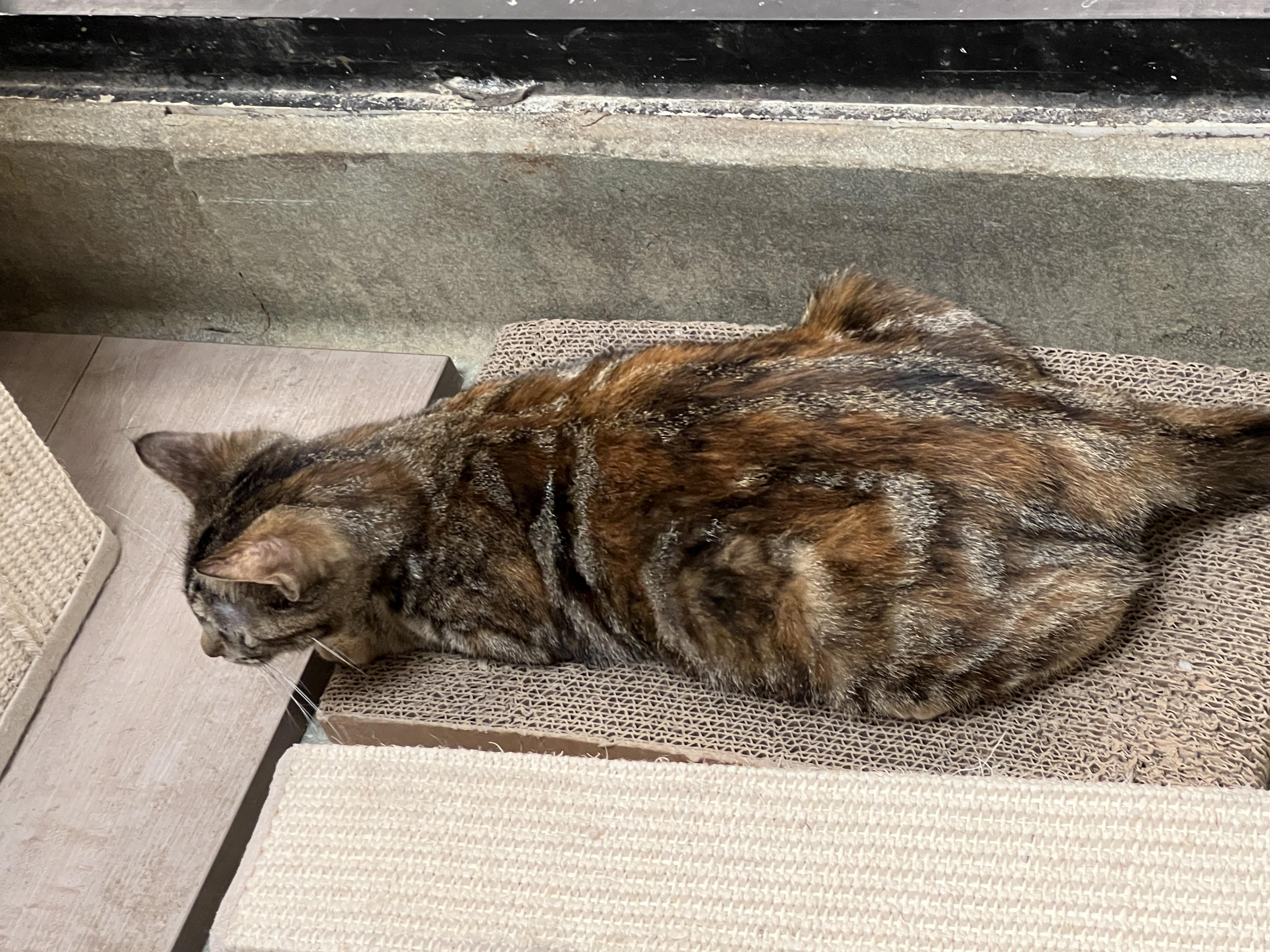 Enlarge Cupcake, an adoptable mixed breed in Bradenton, FL image 6/6