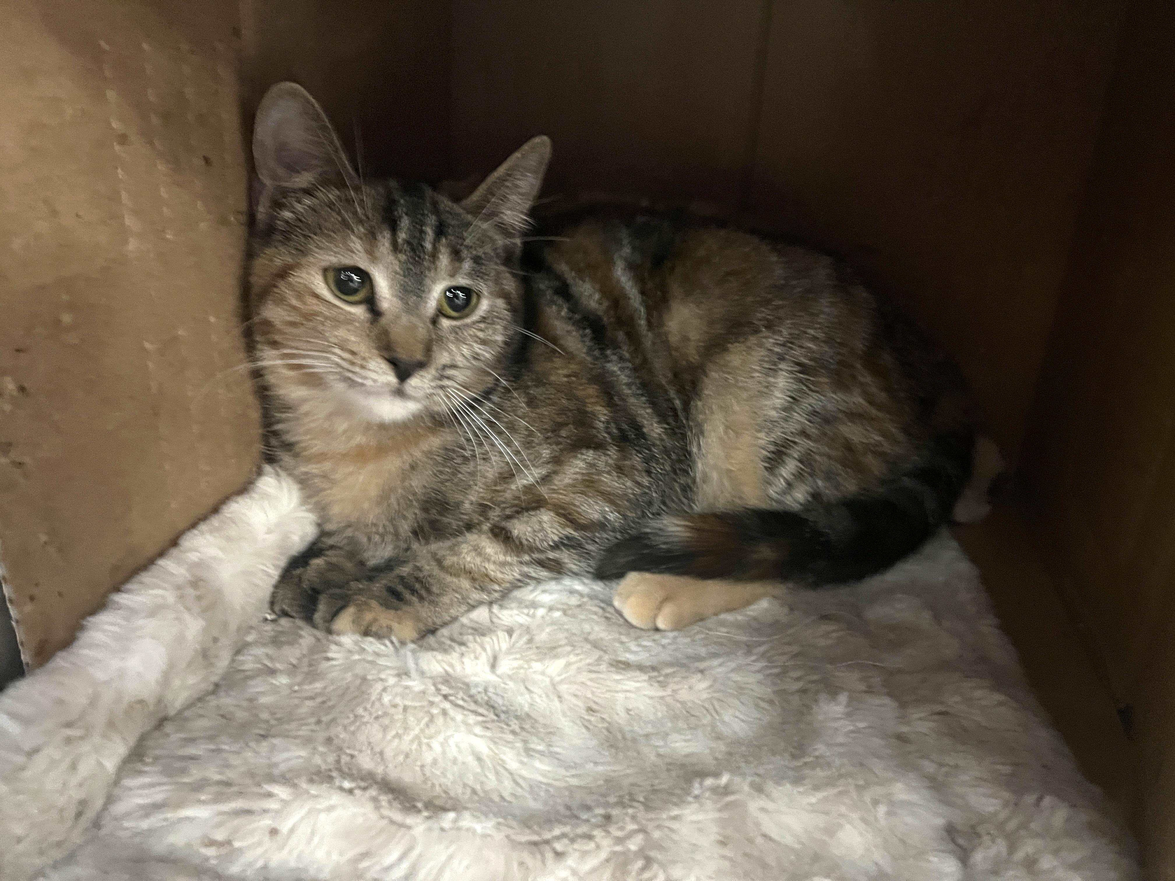 Enlarge Cupcake, a ADOPTABLE mixed breed in Bradenton, FL image 2/3