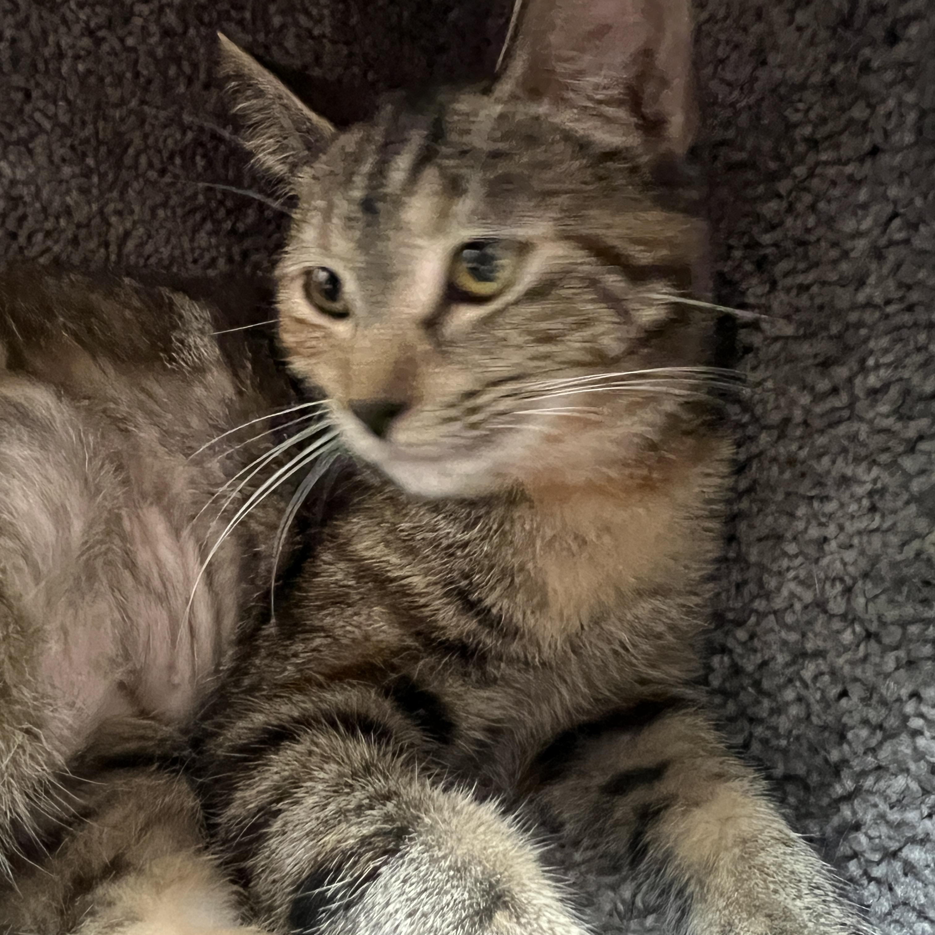 Cupcake, adoptable, Kitten Female Domestic Short Hair.