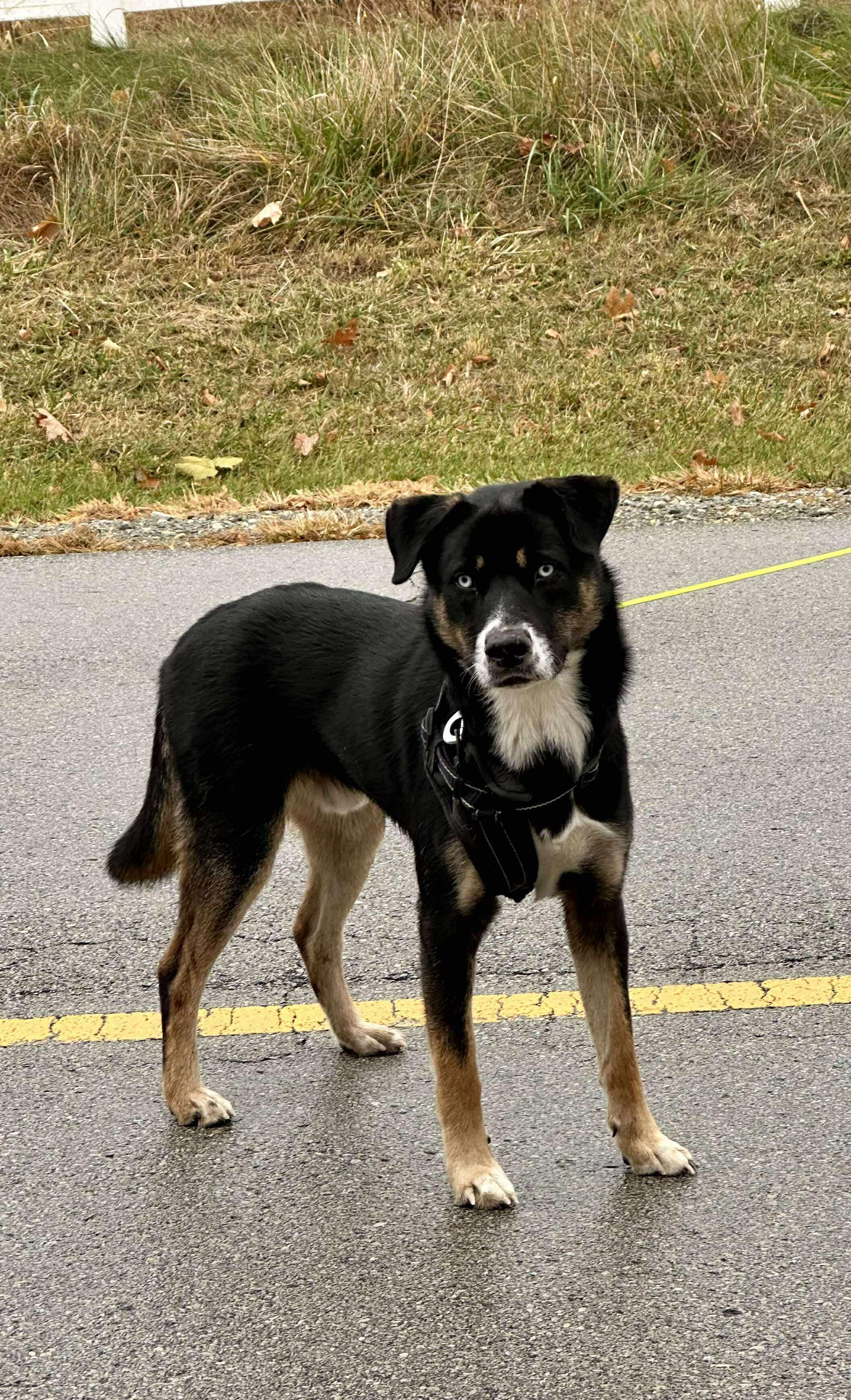 Wallace, adopted, Young Male Australian Shepherd.