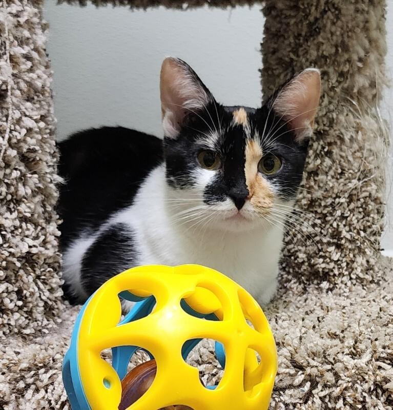 Wattle, Adoptable, Adult Female Domestic Short Hair.
