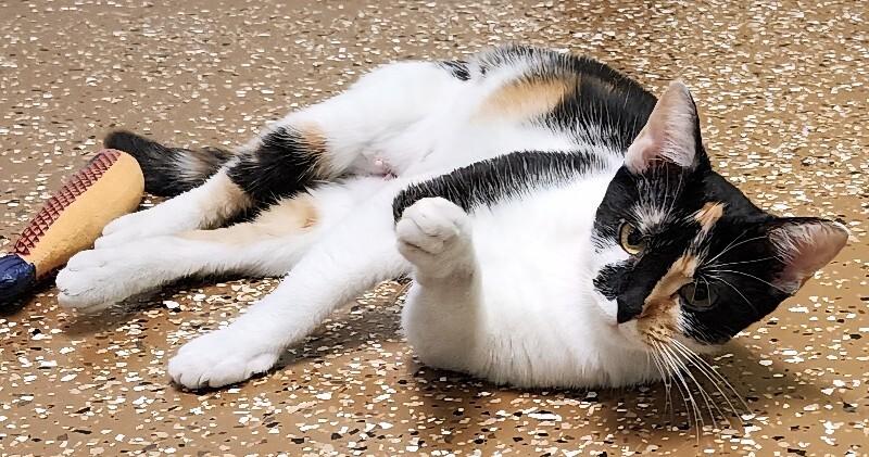 Enlarge Wattle, a Adoptable Domestic Short Hair in Jackson, TN image 2/5