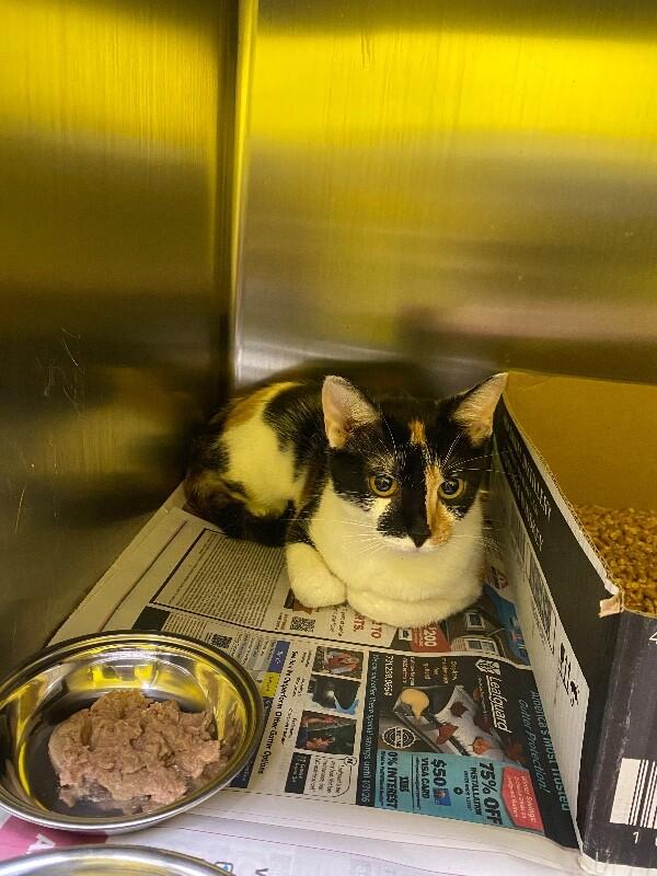 Enlarge Wattle, a Adoptable Domestic Short Hair in Jackson, TN image 3/5
