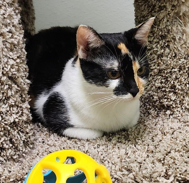Enlarge Wattle, a Adoptable Domestic Short Hair in Jackson, TN image 4/5