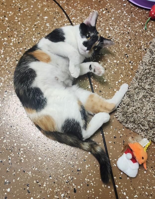 Enlarge Wattle, a Adoptable Domestic Short Hair in Jackson, TN image 5/5