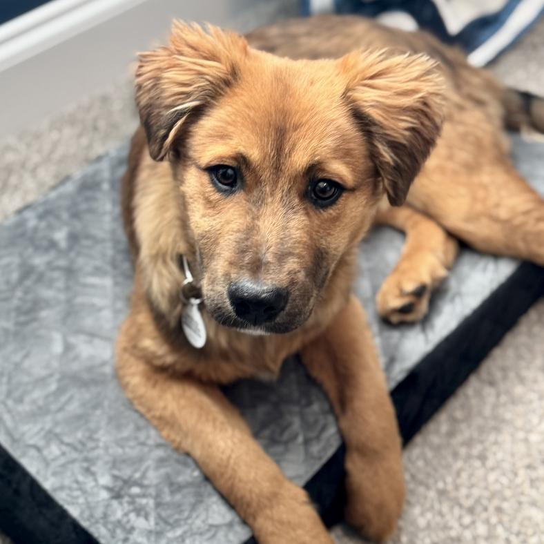 Flynn Rider, a Adoptable Mixed Breed in Raleigh, NC image 2/6