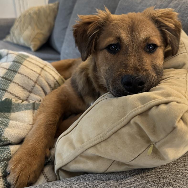 Flynn Rider, a Adoptable Mixed Breed in Raleigh, NC image 3/6