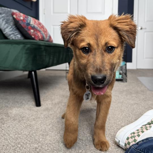 Flynn Rider, a Adoptable Mixed Breed in Raleigh, NC image 4/6