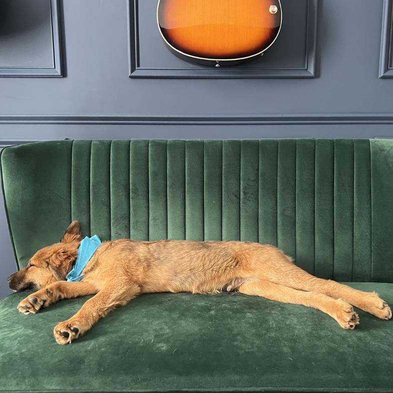 Flynn Rider, a Adoptable Mixed Breed in Raleigh, NC image 5/6