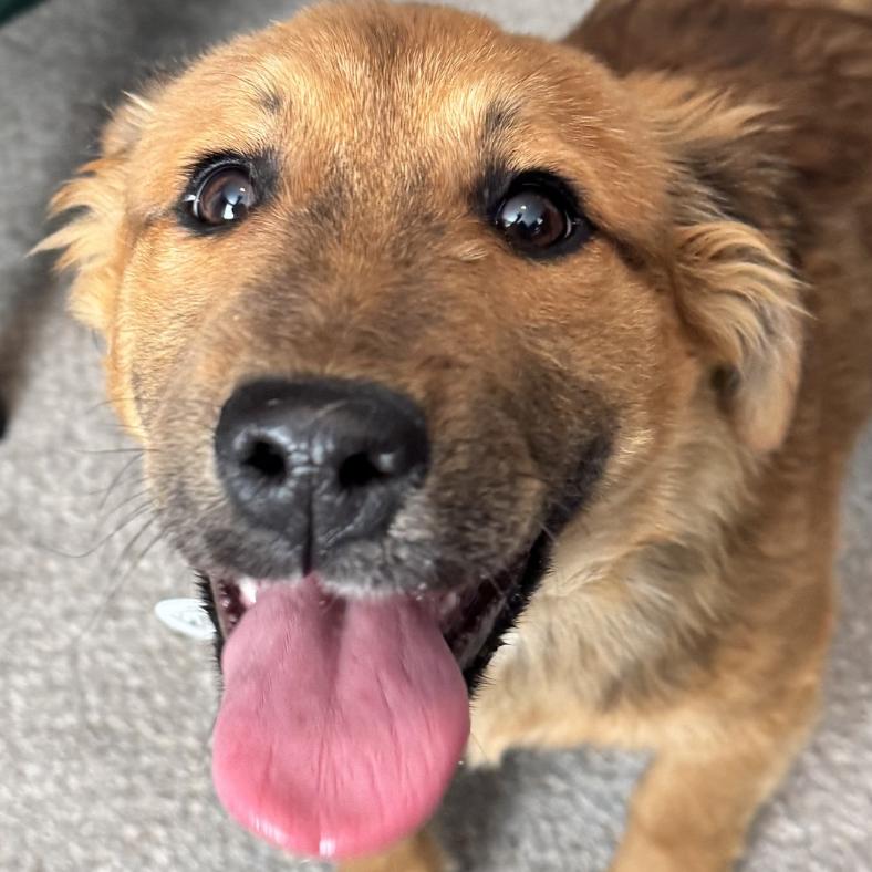 Flynn Rider, a Adoptable Mixed Breed in Raleigh, NC image 6/6