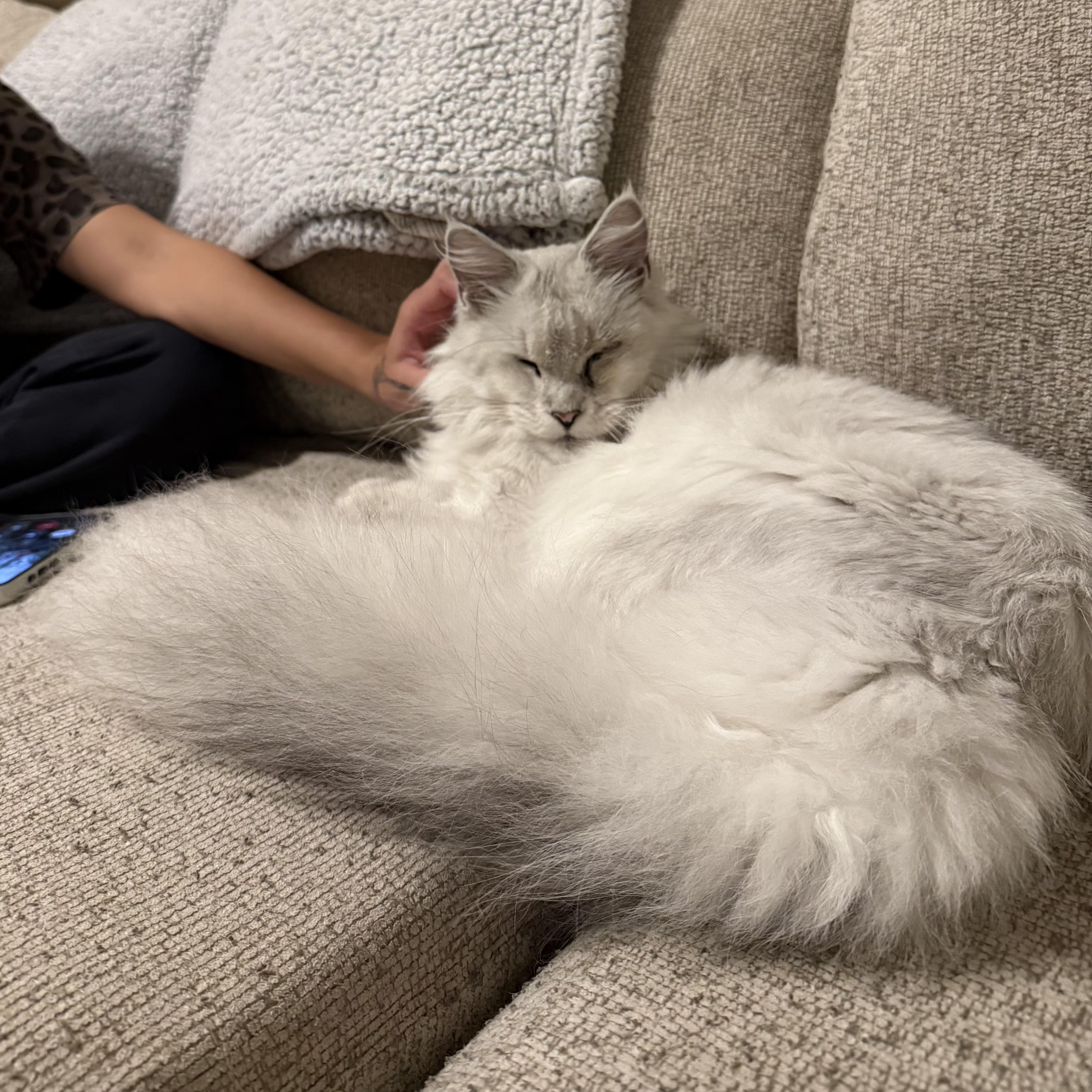 Pharra-COURTESY POST, adopted, Adult Female Maine Coon & Domestic Long Hair.