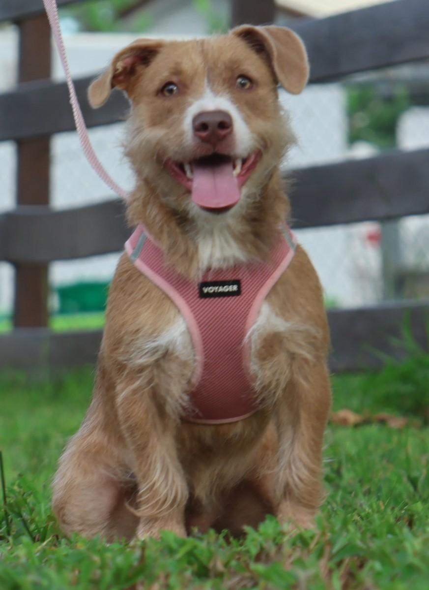 Smurf, a ADOPTABLE mixed breed in Brooksville, FL image 1/6